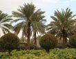 Nad Al Sheba